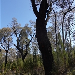 Apis mellifera at Bumbaldry, NSW - 3 Oct 2024