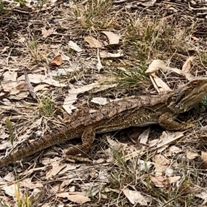 Pogona barbata at Hackett, ACT - 15 Oct 2024