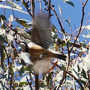 Pachycephala rufiventris (Rufous Whistler) at Bumbaldry, NSW by RobG1