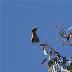 Pachycephala rufiventris at Bumbaldry, NSW - 3 Oct 2024