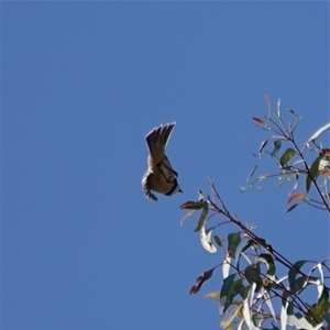 Pachycephala rufiventris at Bumbaldry, NSW - 3 Oct 2024