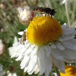 Austrotephritis poenia at Yarralumla, ACT by AndyRussell