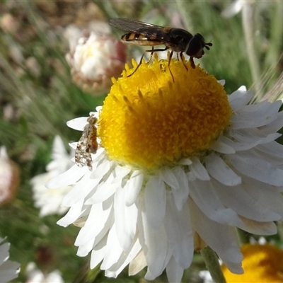 Austrotephritis poenia at Yarralumla, ACT - 2 Oct 2024 by AndyRussell