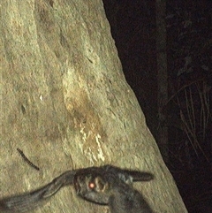 Aegotheles cristatus (Australian Owlet-nightjar) at Lorne, NSW - 14 Oct 2024 by Butlinz