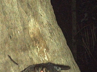 Aegotheles cristatus (Australian Owlet-nightjar) at Lorne, NSW - 14 Oct 2024 by Butlinz