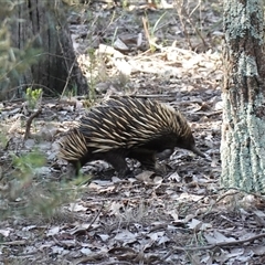 Tachyglossus aculeatus (Short-beaked Echidna) at Bumbaldry, NSW - 3 Oct 2024 by RobG1