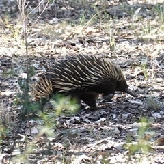 Tachyglossus aculeatus at Bumbaldry, NSW - 3 Oct 2024 03:25 PM