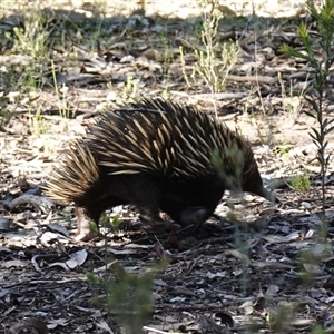 Tachyglossus aculeatus at Bumbaldry, NSW - 3 Oct 2024 03:25 PM