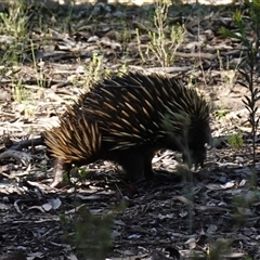 Tachyglossus aculeatus at Bumbaldry, NSW - 3 Oct 2024 03:25 PM