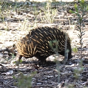 Tachyglossus aculeatus at Bumbaldry, NSW - 3 Oct 2024 03:25 PM