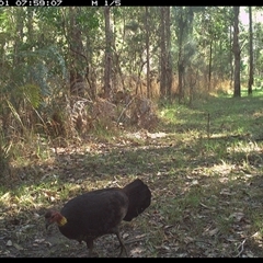 Alectura lathami (Australian Brush-turkey) at Shannondale, NSW - 1 Oct 2024 by PEdwards