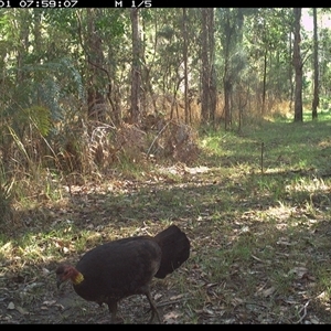 Alectura lathami at Shannondale, NSW - 1 Oct 2024 07:59 AM