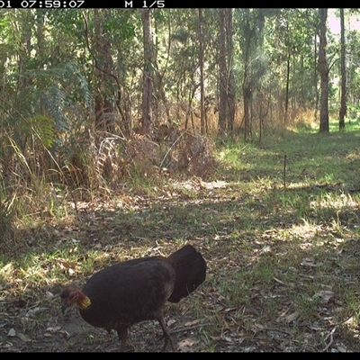 Alectura lathami (Australian Brush-turkey) at Shannondale, NSW - 30 Sep 2024 by PEdwards