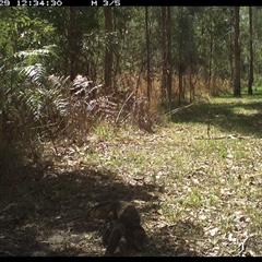 Varanus varius at Shannondale, NSW - 29 Sep 2024 by PEdwards