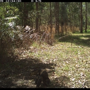 Varanus sp. (genus) at Shannondale, NSW - 29 Sep 2024