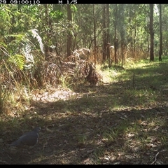 Leucosarcia melanoleuca (Wonga Pigeon) at Shannondale, NSW - 29 Sep 2024 by PEdwards