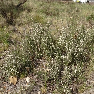 Cryptandra amara (Bitter Cryptandra) at Campbell, ACT - 7 Oct 2024 by AndyRussell