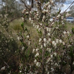 Cryptandra amara at Campbell, ACT - 7 Oct 2024 03:37 PM