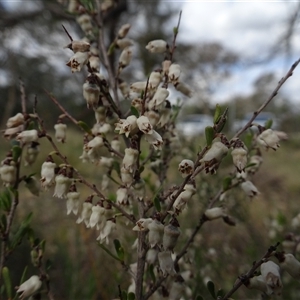 Cryptandra amara at Campbell, ACT - 7 Oct 2024 03:37 PM