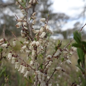 Cryptandra amara at Campbell, ACT - 7 Oct 2024 03:37 PM