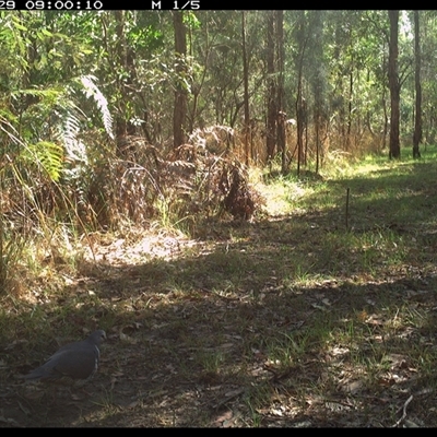 Leucosarcia melanoleuca (Wonga Pigeon) at Shannondale, NSW - 29 Sep 2024 by PEdwards