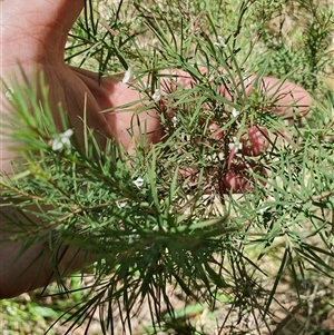 Unidentified Other Shrub at Lanitza, NSW by MountKremnos