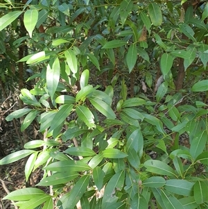 Unidentified Other Tree at Lanitza, NSW by MountKremnos