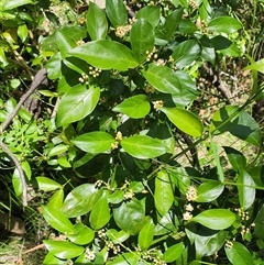 Unidentified Climber or Mistletoe at Lanitza, NSW - 6 Oct 2024 by MountKremnos