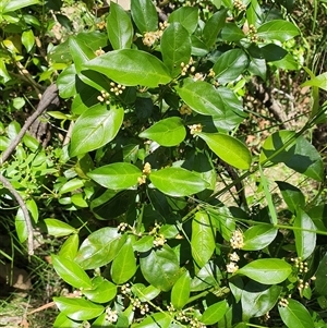 Unidentified Climber or Mistletoe at Lanitza, NSW by MountKremnos