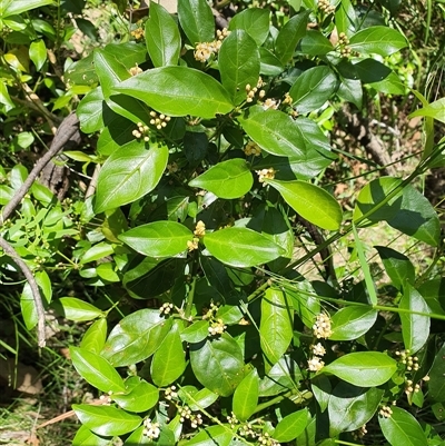 Unidentified Climber or Mistletoe at Lanitza, NSW - 6 Oct 2024 by MountKremnos