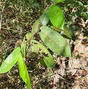 Ficus sp. at Lanitza, NSW by MountKremnos