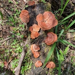 Trametes (old Pycnoporus sp.) (Scarlet Bracket) at Lanitza, NSW - 7 Oct 2024 by MountKremnos