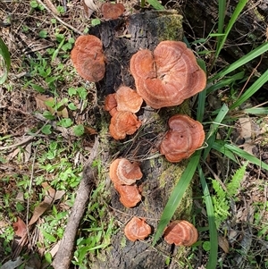 Trametes (old Pycnoporus sp.) (Scarlet Bracket) at Lanitza, NSW by MountKremnos