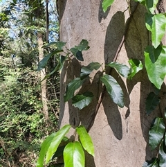 Anredera cordifolia at Lanitza, NSW - 6 Oct 2024 by MountKremnos