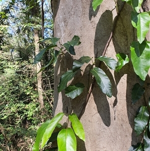 Anredera cordifolia at Lanitza, NSW by MountKremnos