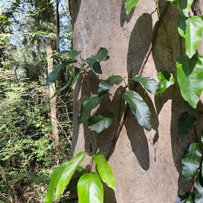 Anredera cordifolia at Lanitza, NSW - 7 Oct 2024 by MountKremnos