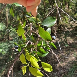 Acacia abbatiana at Lanitza, NSW by MountKremnos