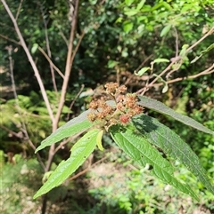 Unidentified Other Shrub at Lanitza, NSW - 6 Oct 2024 by MountKremnos