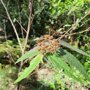 Unidentified Other Shrub at Lanitza, NSW by MountKremnos