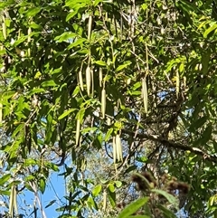 Unverified Climber or Mistletoe at Lanitza, NSW - 7 Oct 2024 by MountKremnos