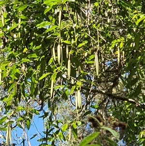 Unidentified Climber or Mistletoe at Lanitza, NSW by MountKremnos