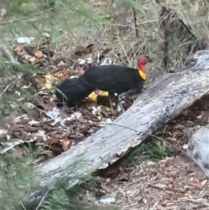 Corcorax melanorhamphos at Lanitza, NSW by MountKremnos