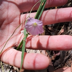 Unverified Other Wildflower or Herb at Lanitza, NSW - 6 Oct 2024 by MountKremnos