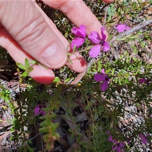 Unidentified Other Wildflower or Herb at Lanitza, NSW by MountKremnos