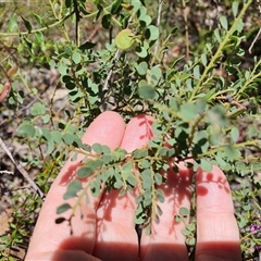 Unidentified Other Wildflower or Herb at Lanitza, NSW - 5 Oct 2024 by MountKremnos