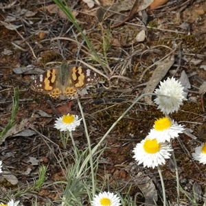 Vanessa kershawi (Australian Painted Lady) at Campbell, ACT by AndyRussell