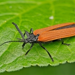 Porrostoma rhipidium (Long-nosed Lycid (Net-winged) beetle) at Weston, ACT - 15 Oct 2024 by Kenp12