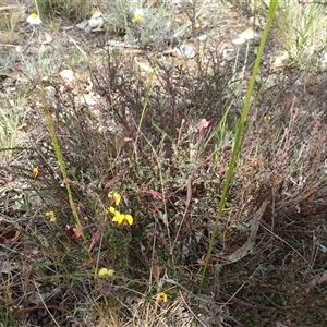 Bossiaea buxifolia (Matted Bossiaea) at Campbell, ACT by AndyRussell