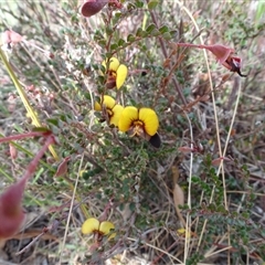 Bossiaea buxifolia at Campbell, ACT - 7 Oct 2024