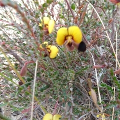 Bossiaea buxifolia at Campbell, ACT - 7 Oct 2024